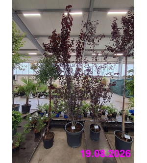 Prunus cerasifera pissardi C 55 L